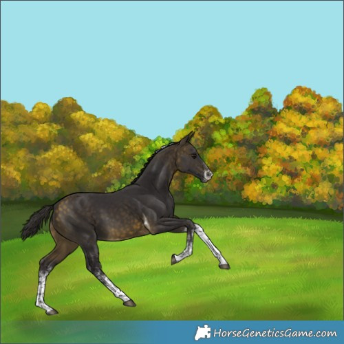 Horse Color:White Spotted Buckskin Tobiano