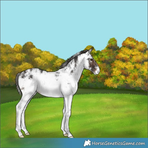 Horse Color:White Spotted Liver Chestnut 