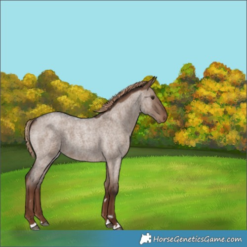 Horse Color:Liver Red Dun Roan 