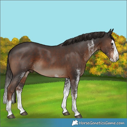 Horse Color:White Spotted Liver Chestnut Splash 