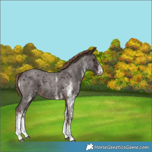 Horse Color:White Spotted Liver Red Roan 