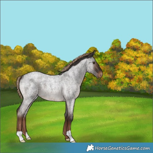 Horse Color:Liver Red Roan