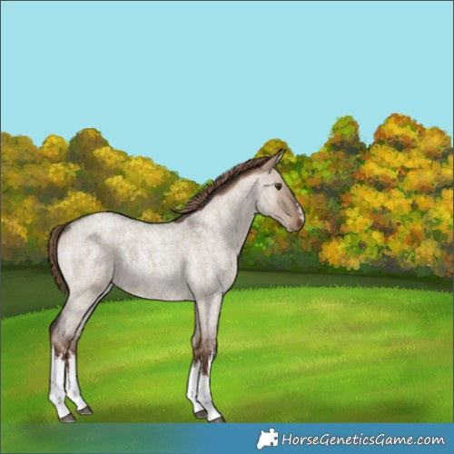 Horse Color:White Spotted Liver Red Dun Roan