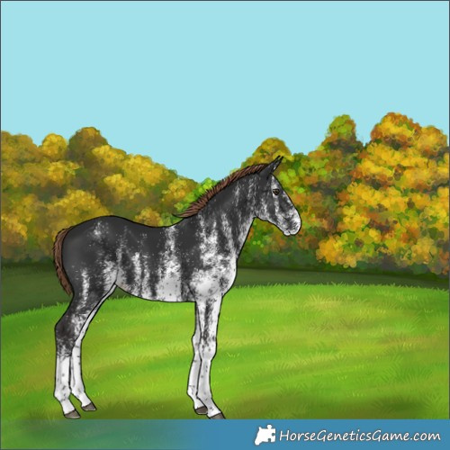 Horse Color:White Spotted Liver Chestnut Rabicano