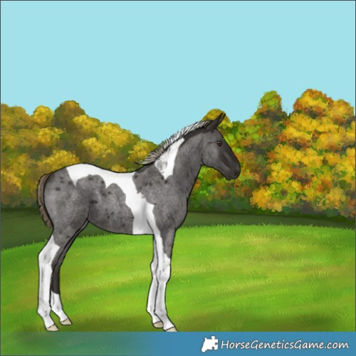 Horse Color:Liver Red Roan Tobiano