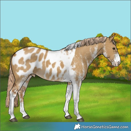 Horse Color:White Spotted Chocolate Palomino Dun Tobiano Blanket
