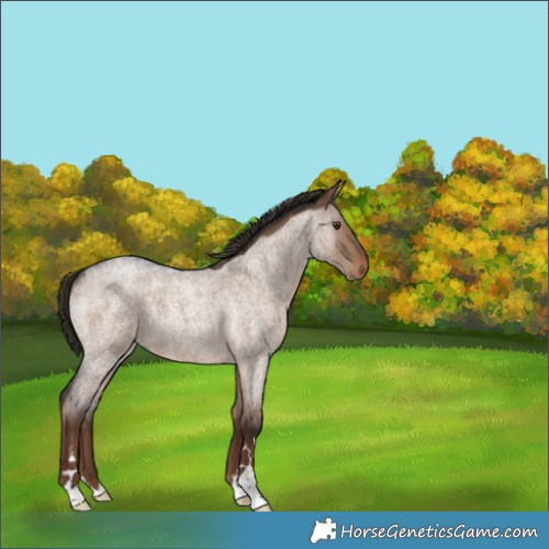 Horse Color:Liver Red Dun Roan Rabicano