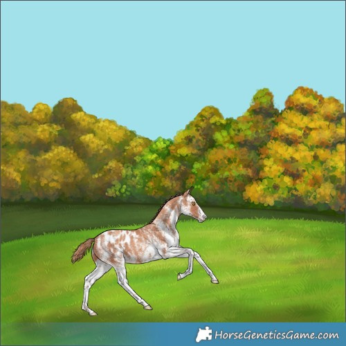 Horse Color:White Spotted Gold Champagne Appaloosa