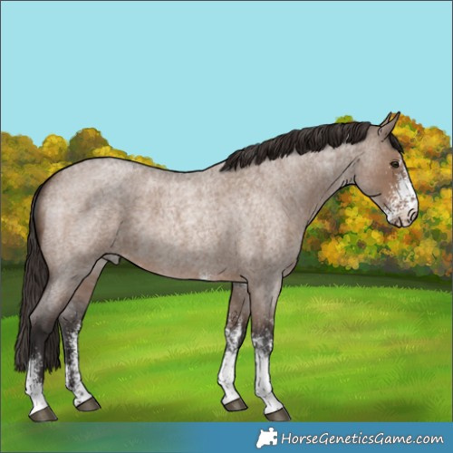 Horse Color:White Spotted Liver Red Dun Roan Rabicano 