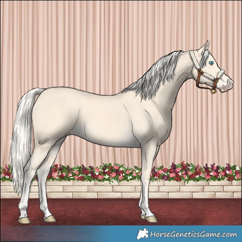 Horse Color:Cremello 