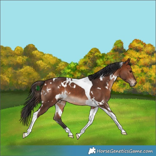 Horse Color:White Spotted Bay Tobiano