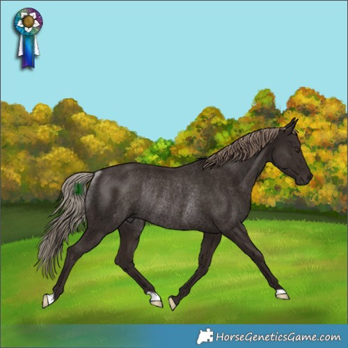 Horse Color:Liver Chestnut Rabicano