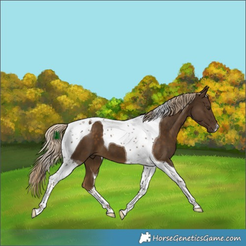 Horse Color:Chocolate Palomino Tobiano 