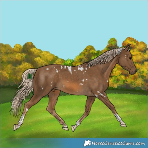 Horse Color:White Spotted Chocolate Palomino Tobiano