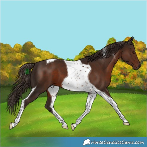 Horse Color:Liver Chestnut Tobiano 