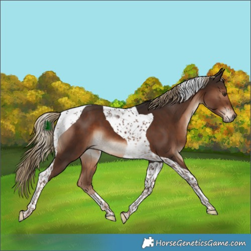 Horse Color:Liver Chestnut Tobiano