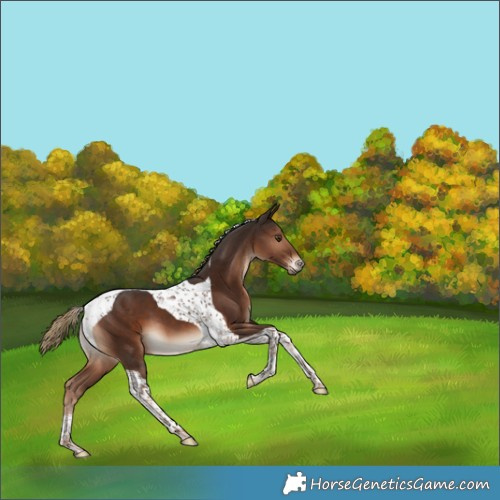 Horse Color:Liver Chestnut Tobiano 