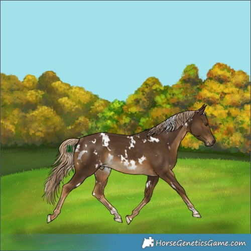 Horse Color:White Spotted Chocolate Palomino Rabicano