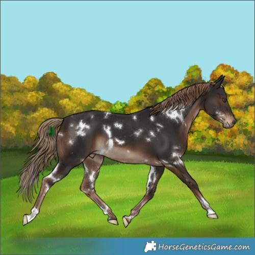 Horse Color:White Spotted Liver Chestnut 