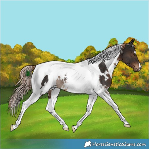 Horse Color:White Spotted Liver Chestnut Tobiano Rabicano 