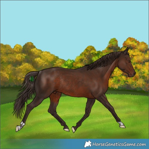 Horse Color:Liver Chestnut Rabicano 