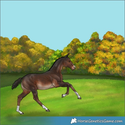 Horse Color:Liver Chestnut