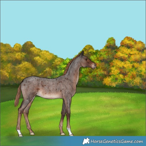 Horse Color:Liver Red Roan 