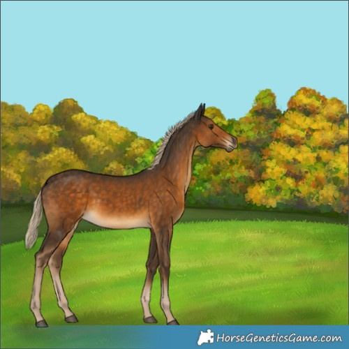 Horse Color:Chocolate Palomino 