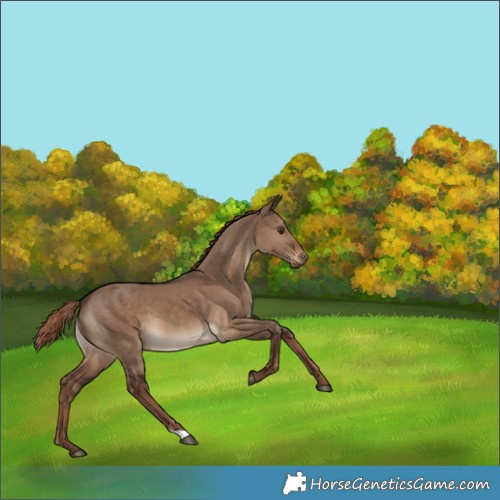 Horse Color:Liver Red Dun