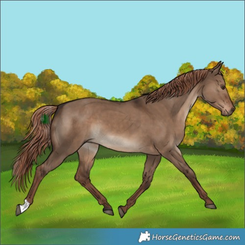 Horse Color:Liver Red Dun 