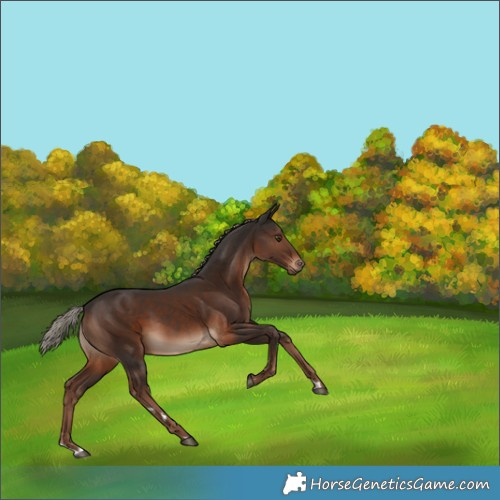 Horse Color:Liver Chestnut 