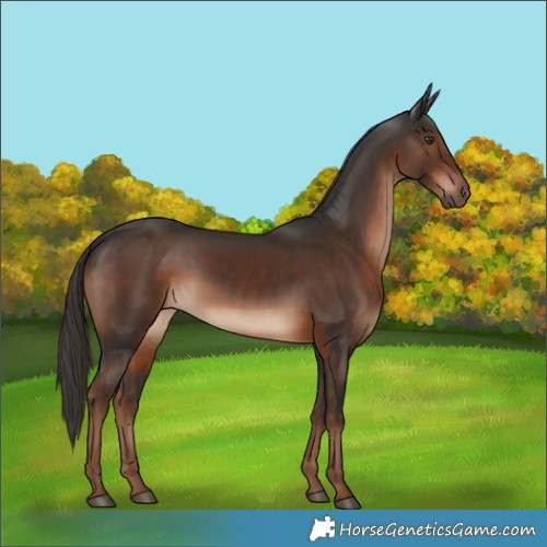 Horse Color:Liver Chestnut