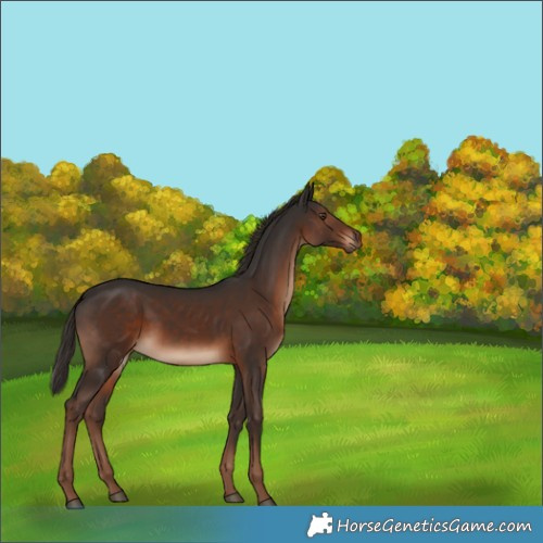 Horse Color:Liver Chestnut 