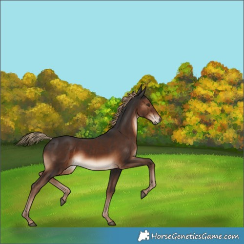 Horse Color:Liver Chestnut Rabicano 