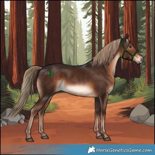 Horse Color:Liver Chestnut Rabicano