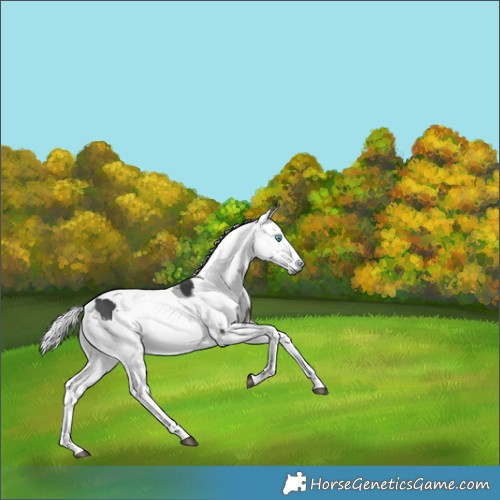Horse Color:Black Merle Tobiano 