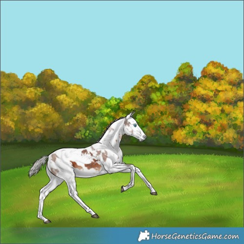 Horse Color:White Spotted Silver Brown Harlequin Merle Tobiano