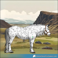 Horse Color:Blue Roan Leopard 
