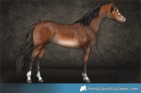 Horse Color:Bay  and Bay 