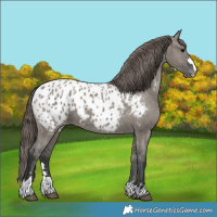 Horse Color:Grullo Blanket