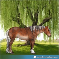 Horse Color:Bay and Silver Bay