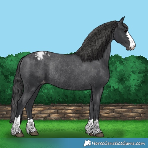 Horse Color:Black Varnish Rabicano 