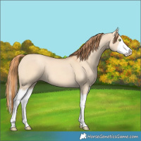 Horse Color:Gold Champagne Dun Splash
