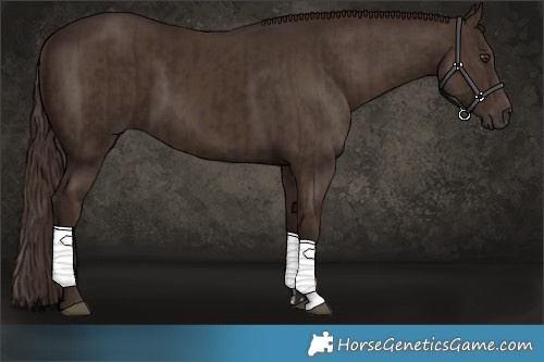 Horse Color:Liver Chestnut  and Liver Chestnut 