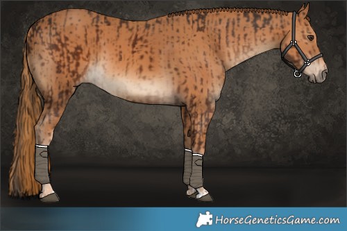 Horse Color:Liver Chestnut Tobiano and Chestnut