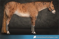 Horse Color:Liver Chestnut Tobiano  and Chestnut 