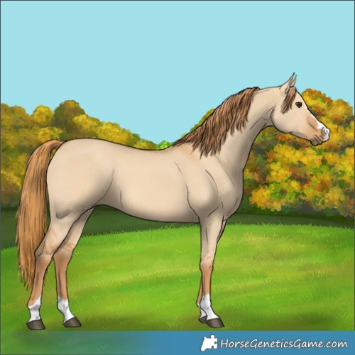 Horse Color:Red Dun