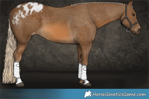 Horse Color:Chocolate Palomino  and Chocolate Palomino Appaloosa 