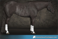 Horse Color:Liver Chestnut  and Liver Chestnut Rabicano 