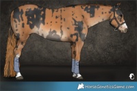 Horse Color:Black Tobiano and Chestnut